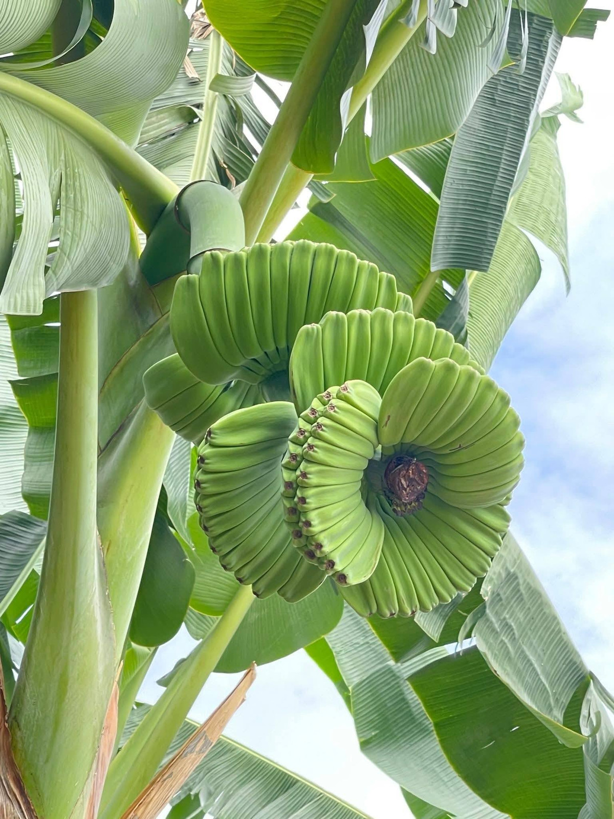 Chuối có hình dáng lạ, giá cao vẫn nhiều người muốn "săn" về chưng Tết - Ảnh 1.