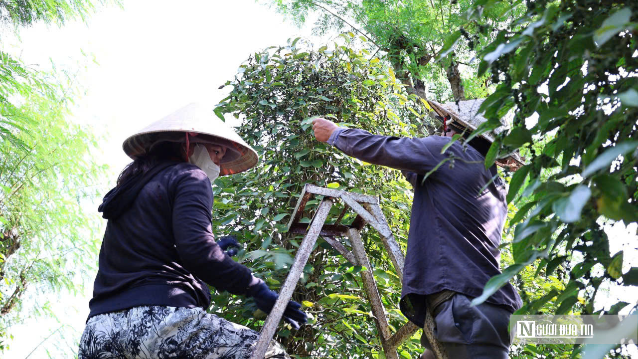 Nông dân Đồng Nai trúng mùa hồ tiêu- Ảnh 1.