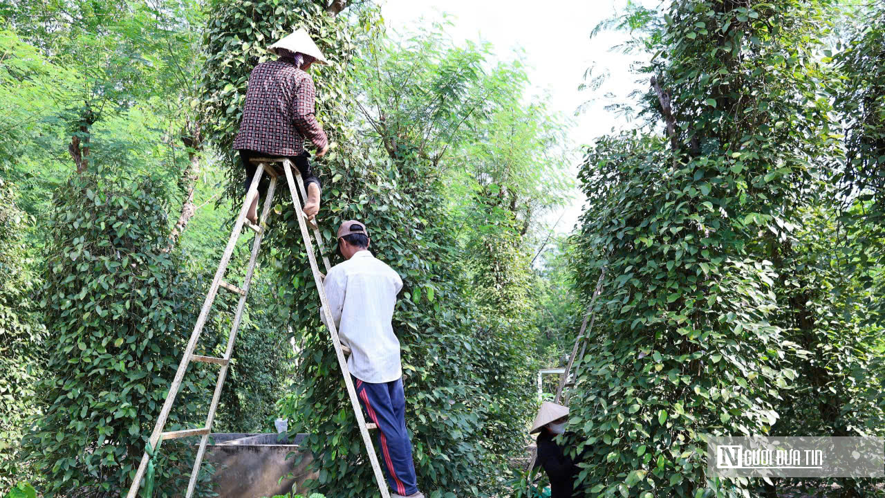 Nông dân Đồng Nai trúng mùa hồ tiêu- Ảnh 5.