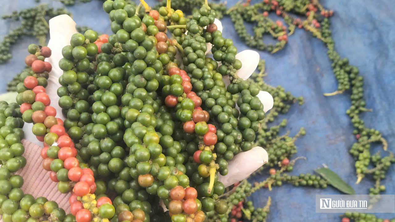Nông dân Đồng Nai trúng mùa hồ tiêu- Ảnh 7.