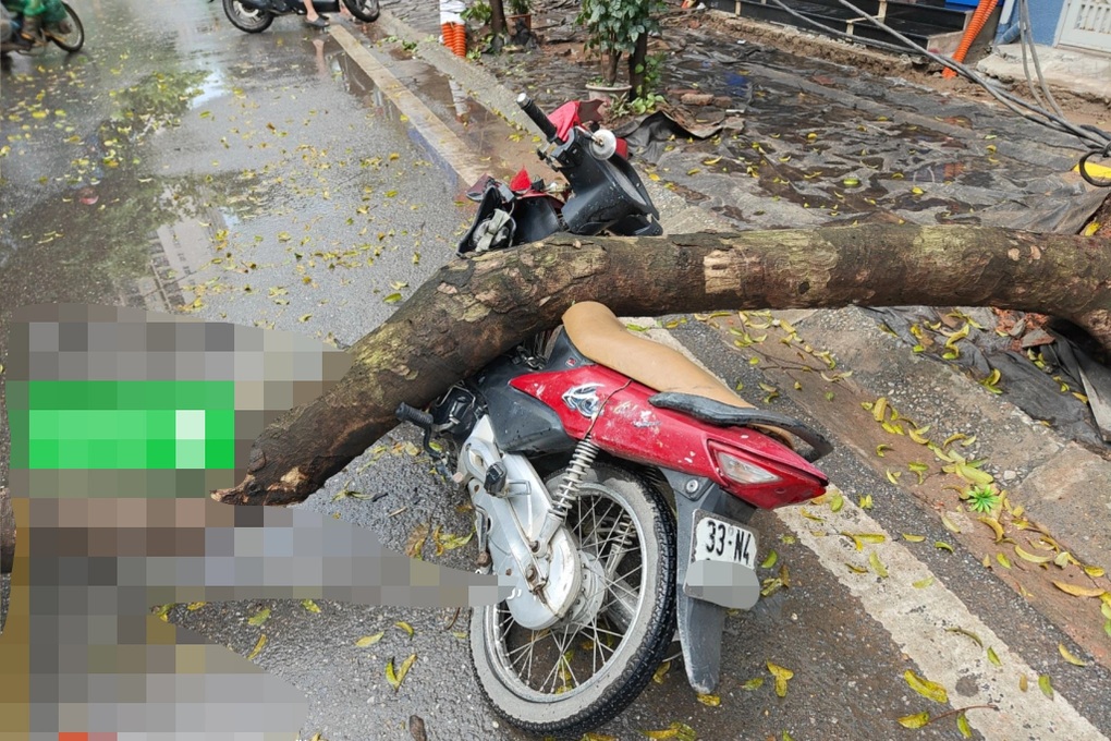 Hà Nội: Đang lưu thông trên phố, nam tài xế bất ngờ bị cây xanh bật gốc đè trúng phải nhập viện cấp cứu- Ảnh 1.