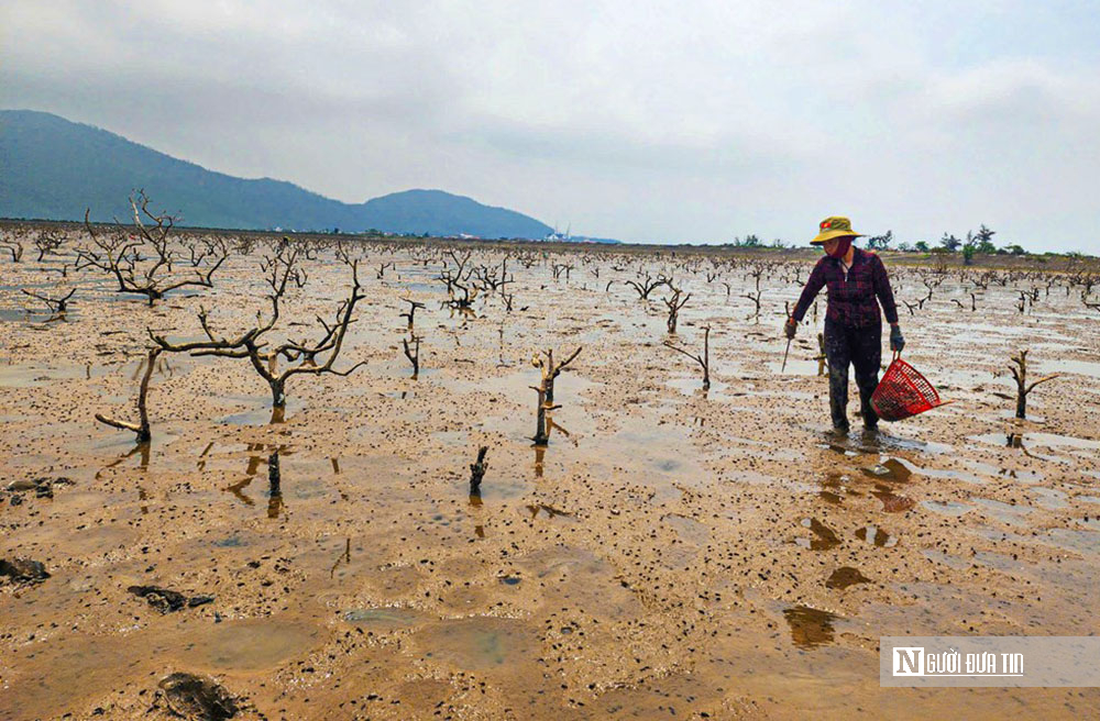 Rừng ngập mặn ở Hà Tĩnh bất ngờ bị chết khô: Nguyên nhân không phải ô nhiễm môi trường nước- Ảnh 5.